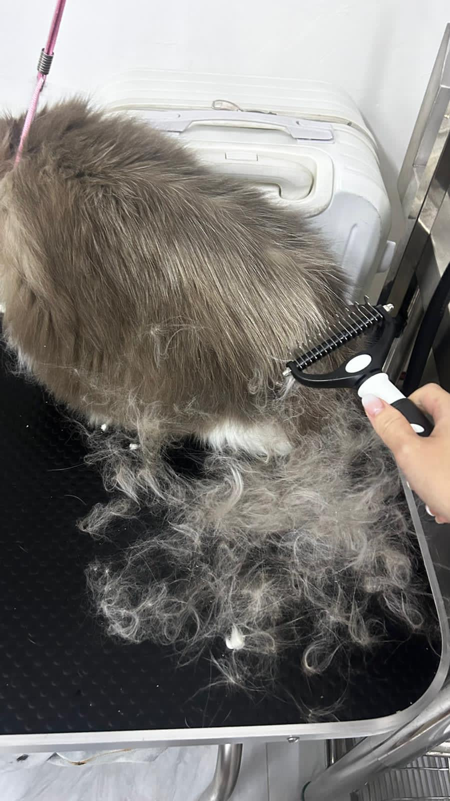 GCC Professional Pet Grooming Service (Home/Store)