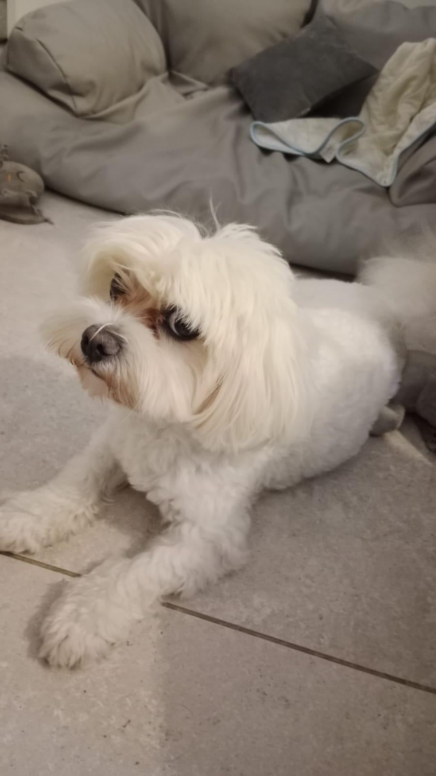 GCC Professional Pet Grooming Service (Home/Store)