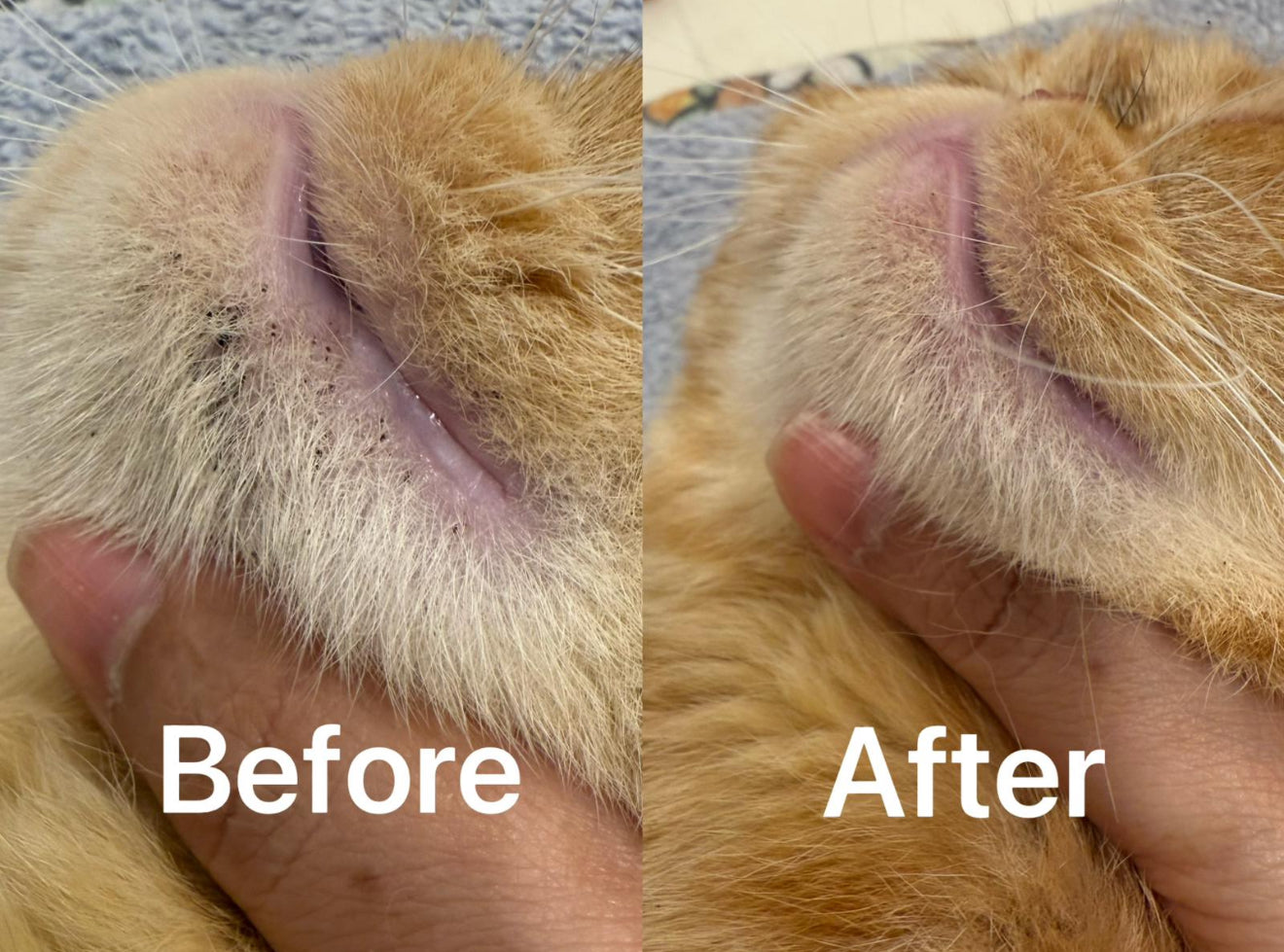 GCC Cat Ringworm Relief 200ml