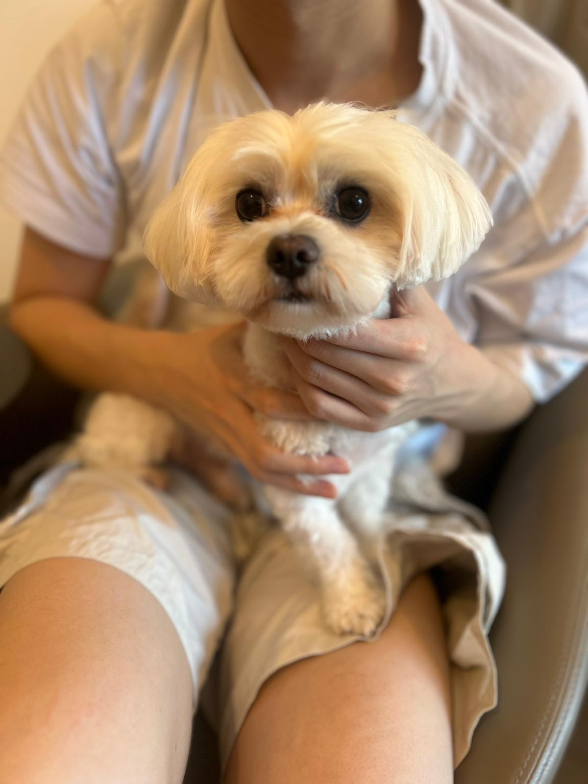 GCC Professional Pet Grooming Service (Home/Store)